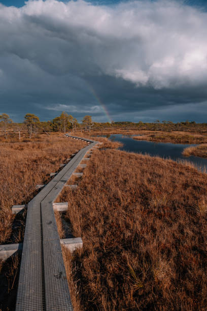 istock A tranquil boardwalk winding through marshland under dramatic cloudy skies in autumn 2182097051
