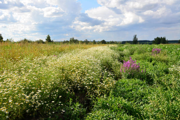 istock a field with wild flowers and a path in the background and cloudy sky 2182097214