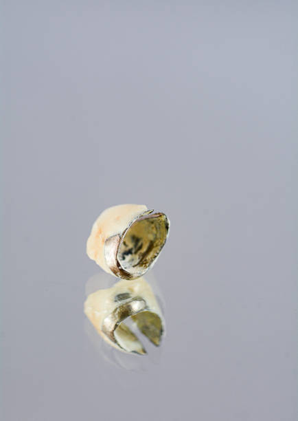 Sample crown teeth models