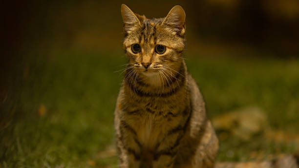 Stray cat is looking at camera on the street.Istanbul - Turkey.