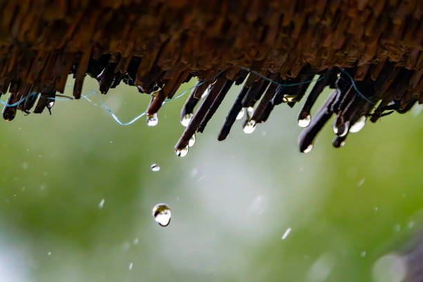 Rain drops falling from a thatched lodge roof South African Game Reserve.