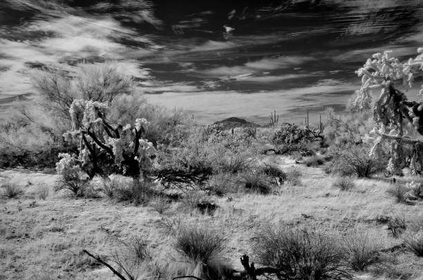 istock Sonora Desert Arizona in Infrared 2182104636