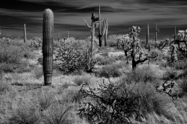 istock Sonora Desert Arizona in Infrared 2182104638