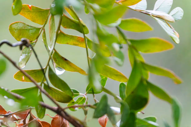 Rain drops falling onto bushes in a South African Game Reserve.