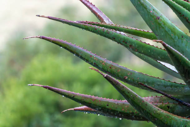 Rain drops falling onto bushes in a South African Game Reserve.