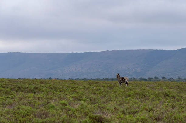 Burchell's zebra in a South African Game Reserve.
