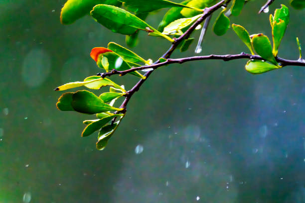 Rain drops falling onto bushes in a South African Game Reserve.
