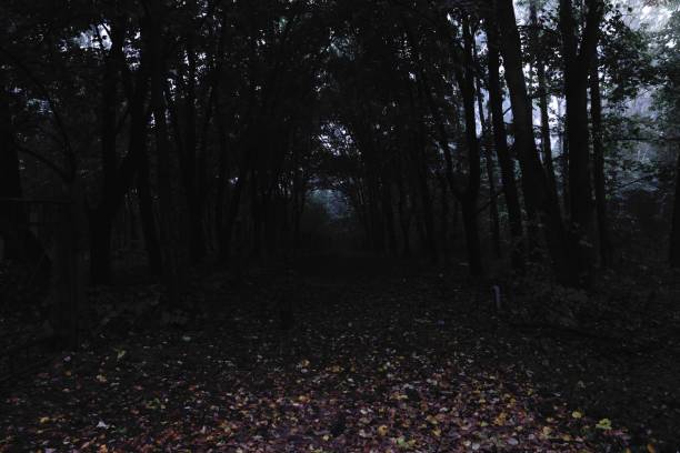 istock Dark surreal autumn forest, fantastic light 2182105356