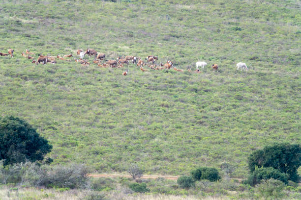 Blesbok herd in a South African Game Reserve, looking at camera.
