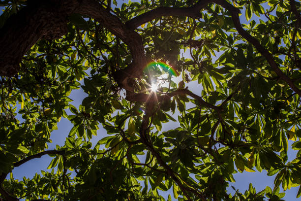Visitors immerse themselves in the vibrant landscape of Big Island, Hawaii, where sunlight filters through thick foliage, creating a serene atmosphere perfect for exploration and relaxation.