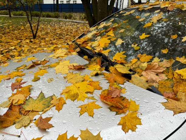 istock A car parked under a maple tree during leaf fall. Rainy autumn season. The hood and windshield are covered with fallen bright yellow foliage 2182106666