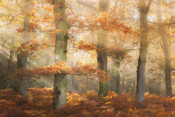 istock Autumn at Perth & Kinross, Scotland 2182106943