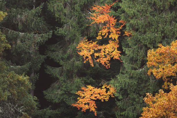 Bright autumnal leaves stand out against a dark green coniferous backdrop in the serene forests of Perthshire, Scotland.