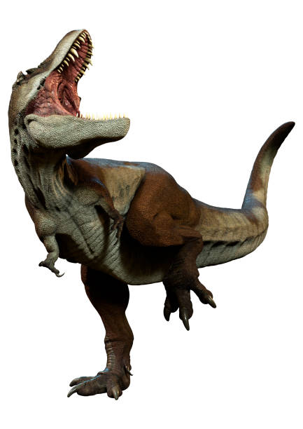 istock 3D Rendering Tyrannosaurus Mcraeensis on White 2182107697