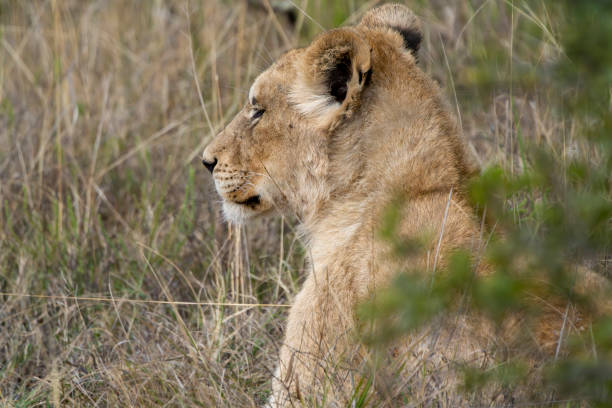 White lion cub, a tawny cub from a White Lion parent, in a South African Game Reserve.