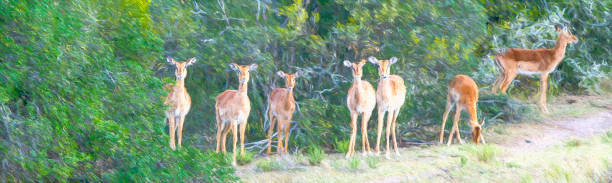 Impala herd in a South African Game Reserve.
