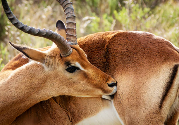 Impala in a South African Game Reserve, a young male looking out of shot.