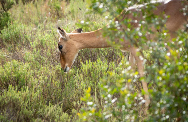 Portrait of young impala with blurred background Kruger NP South Africa