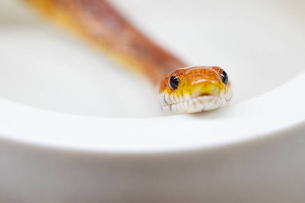 Portrait of a Corn Snake