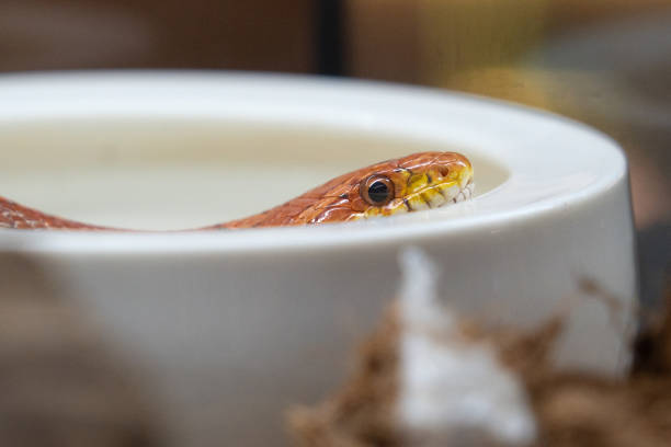 istock Portrait of a Corn Snake 2182112156