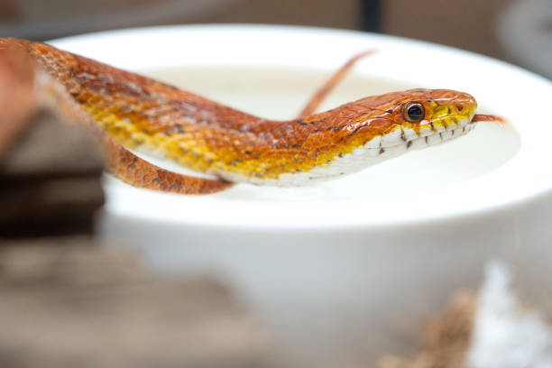 istock Portrait of a Corn Snake 2182112249