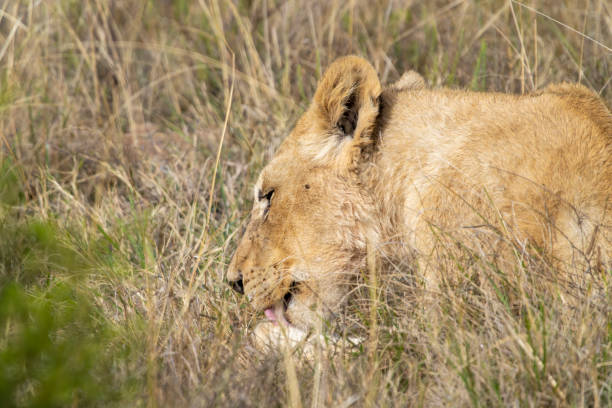 Afrikanischer Löwe / African lion / Panthera leo