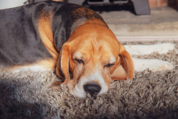 istock cute beagle dog basking in the sunlight 2182114877
