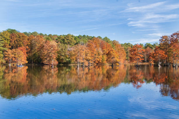 istock Cypress trees in pond with autumn colors 2182117254