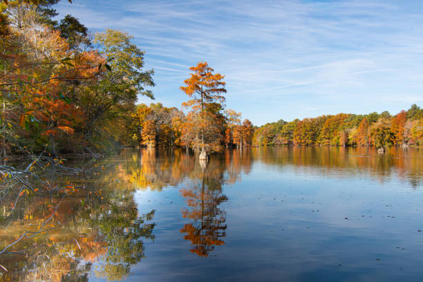 istock Bald cypress trees in autumn scenic landscapes 2182117848