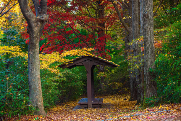 istock Ginkgo tree scenery during autumn, South Korea 2182119753