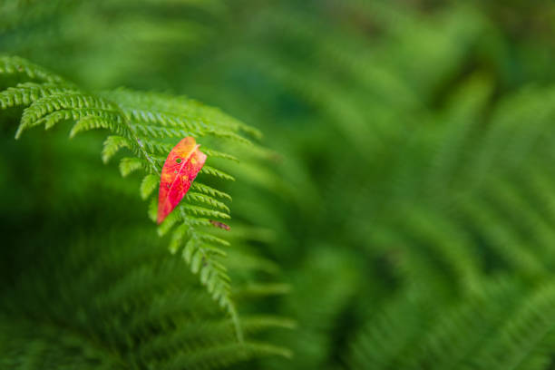 A tamarind seed sprouts its trademark unique leafy foliage.  Studio shot with abstract colored lighting to add visual intrigue and interest.  Growth art concept.
