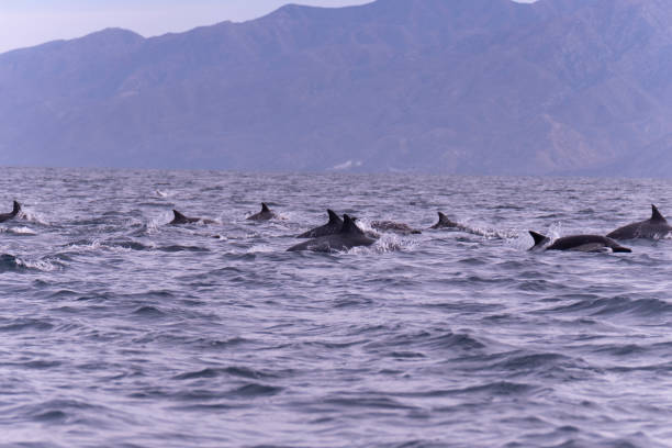 istock Wild Dolphins Swimming in Baja California Sur Mexico 2182123606