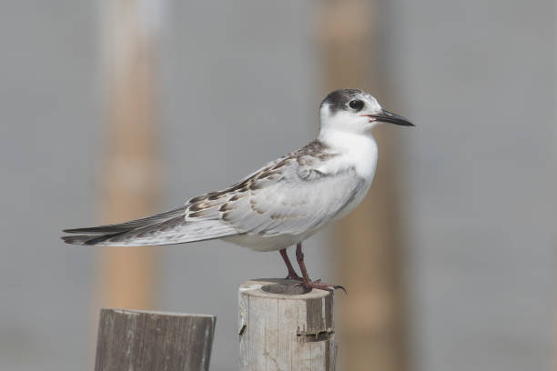 Profile view of a well marked first winter Whiskered Tern Chlidonias hybrida standing on a bamboo pole