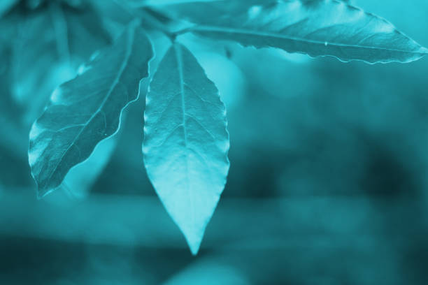 Abstract background. Manipulated photograph. Close up on turquoise colored leaf and selective focus.