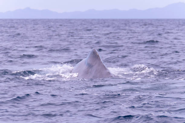 Sea Life in Baja California Sur Mexico
