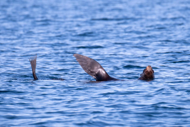istock Sea Turtles Mating in the Ocean Baja Mexico 2182126895
