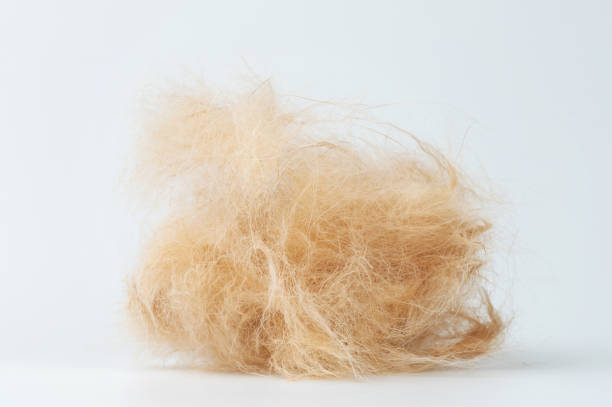 istock Pet hair loss theme 2182127008