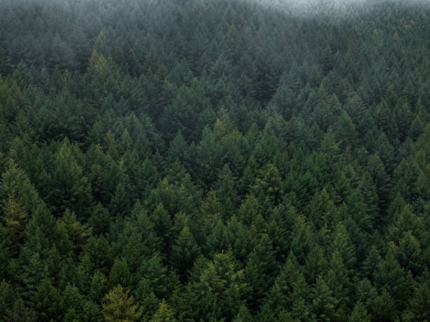 Photo of the tall, straight Douglas Fir trees of Oregon state.