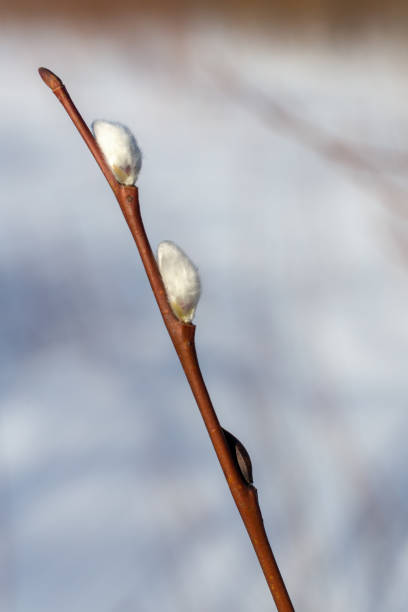 istock willow branch with buds in early spring 2182128311
