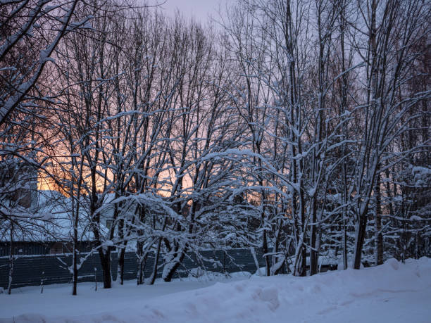 landscape with plants under snow in winter at dawn