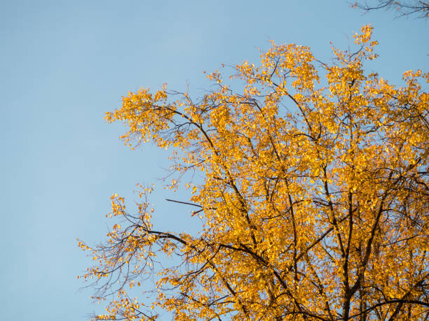 yellow autumn tree foliage against blue sky