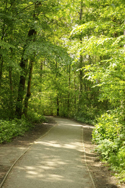 istock Pathway in the Ruislip Woods in the early summer 2182128521