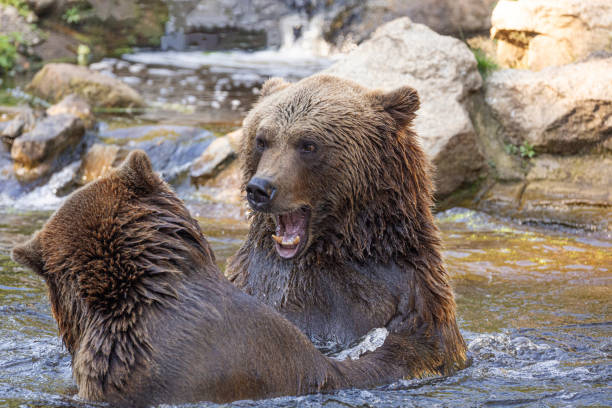 istock two Wild brown bear ,ursus arctos playing in water 2182128847