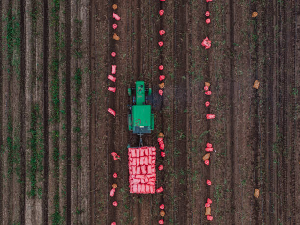 istock Harvesting Fresh Potatoes, Top View of Tractor 2182128848