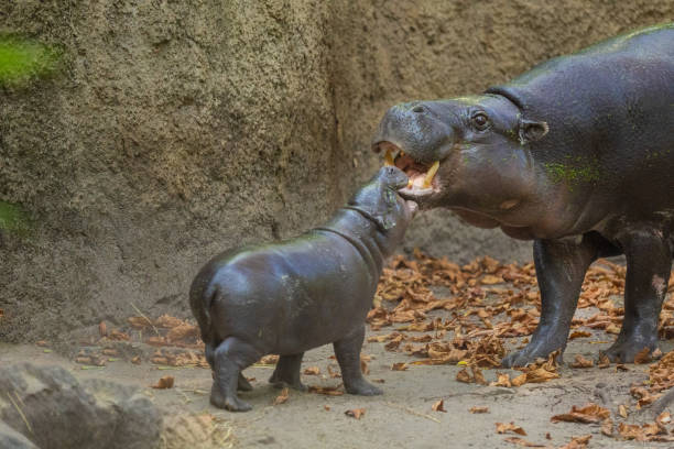 istock Pygmy hippopotamus Choeropsis liberiensis with mother 2182129033
