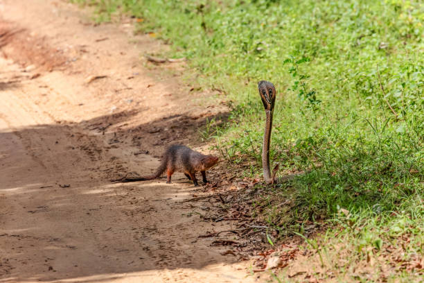 istock mongoose fights with an aggressive cobra in the wild 2182129224