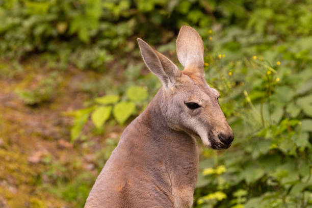 istock Portrait of an Australian medium sized kangaroo in selective focus 2182129459