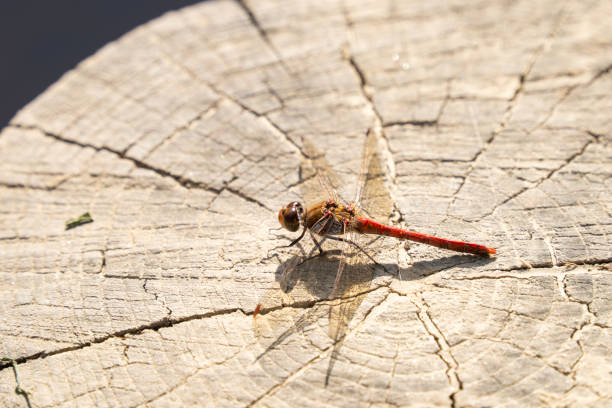 Ruddy darter, red dragonfly,  (Sympetrum sanguineum) resting on tree stump