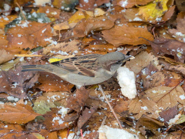 istock sparrow on fallen autumn leaves 2182129914