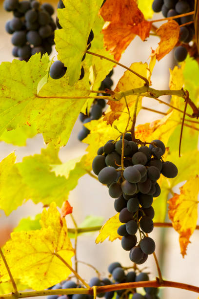 istock grapes hanging on the vine 2182129915